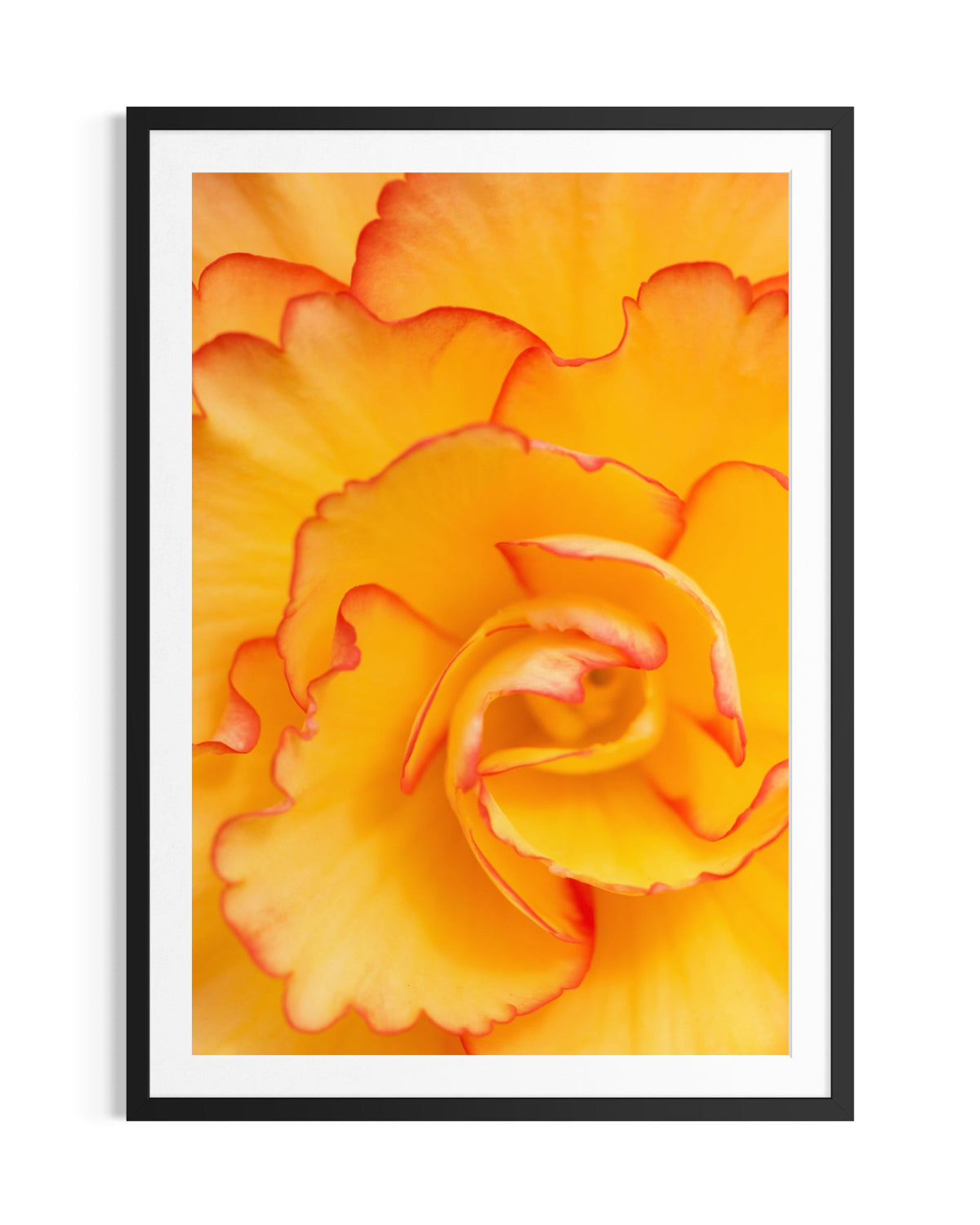 Coral Bloom - Limited Edition