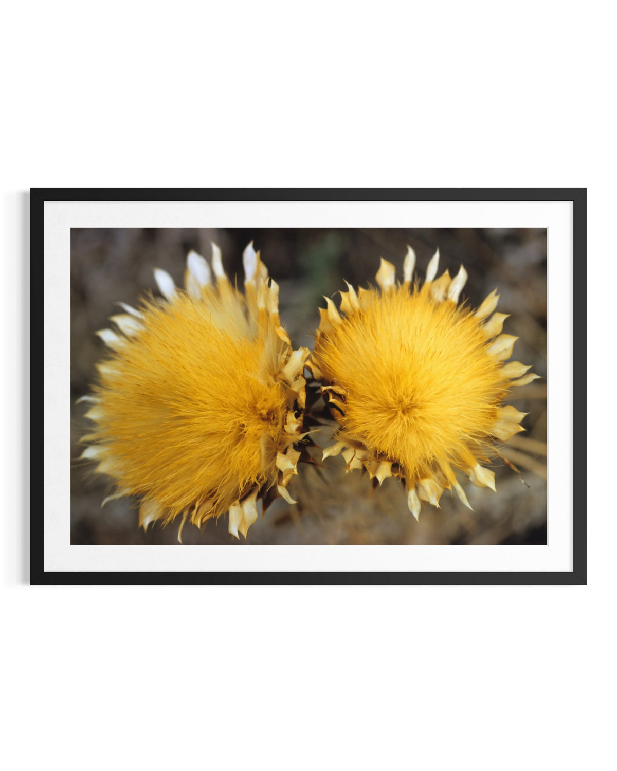 Wild Flowers - Limited Edition