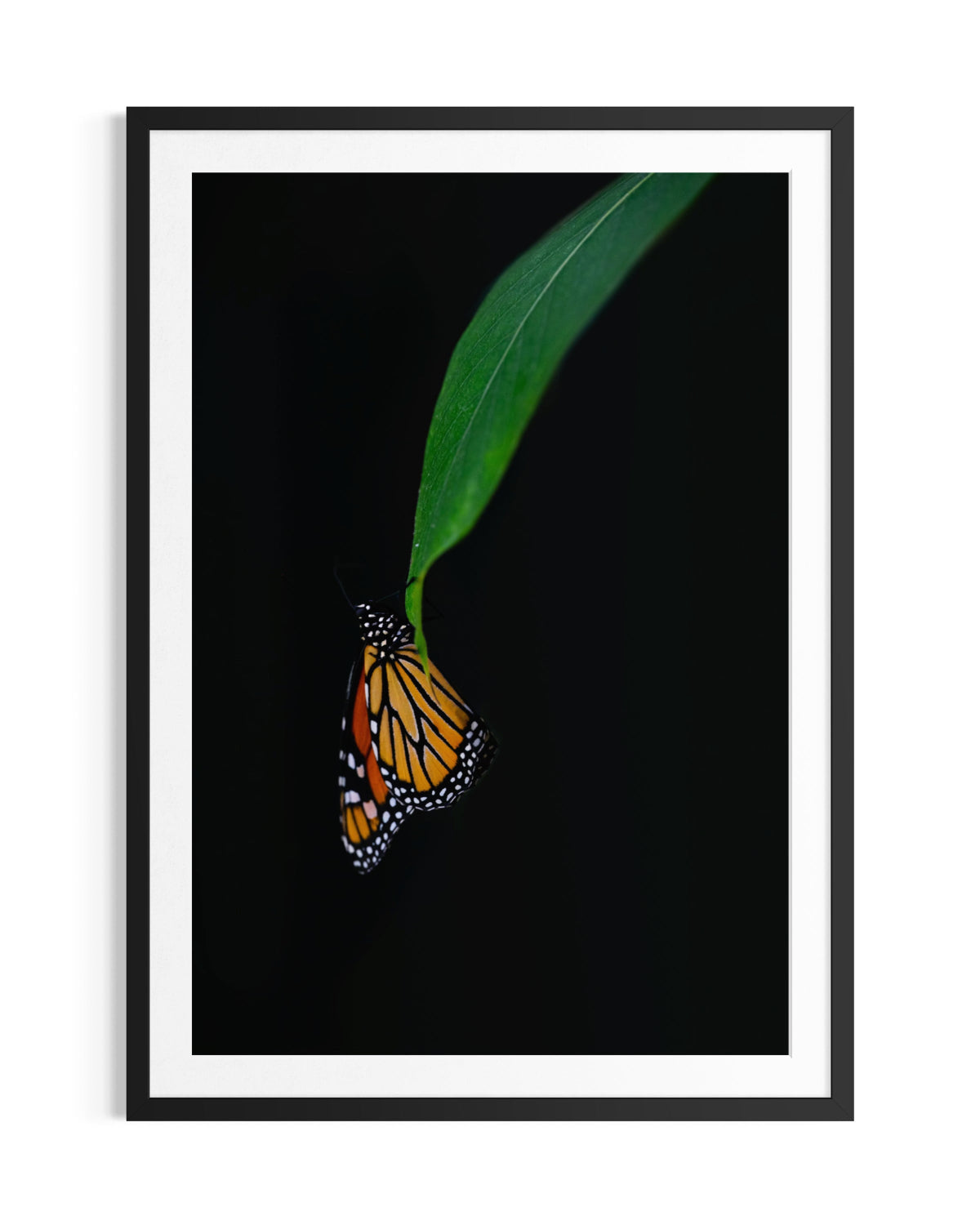 Suspendard Elegance - Limited Edition