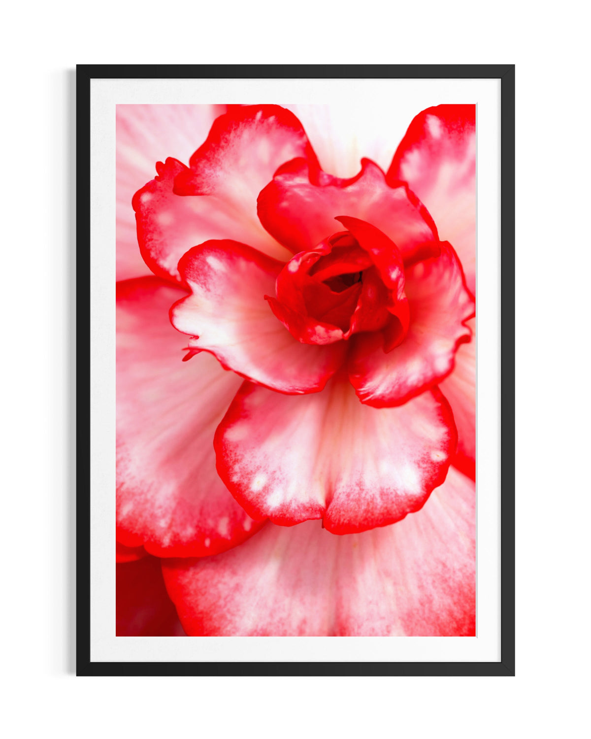 Elegance - Limited Edition