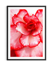 Elegance - Limited Edition