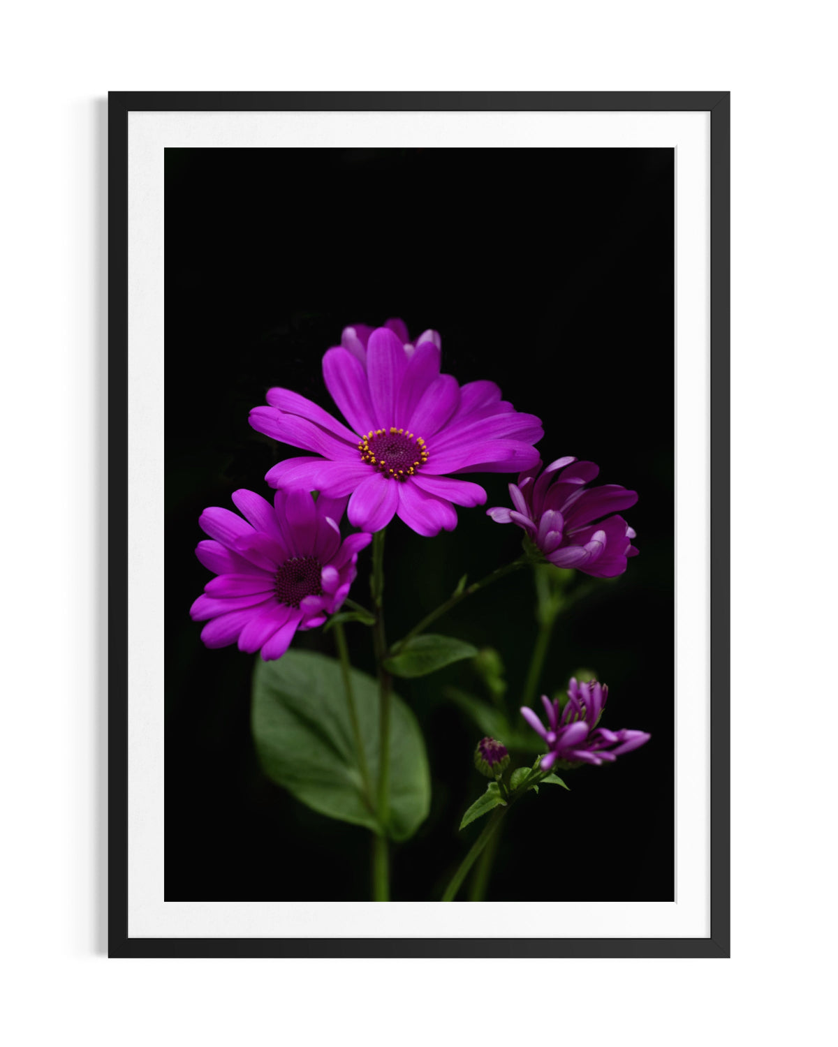 Floral Symphony - Limited Edition