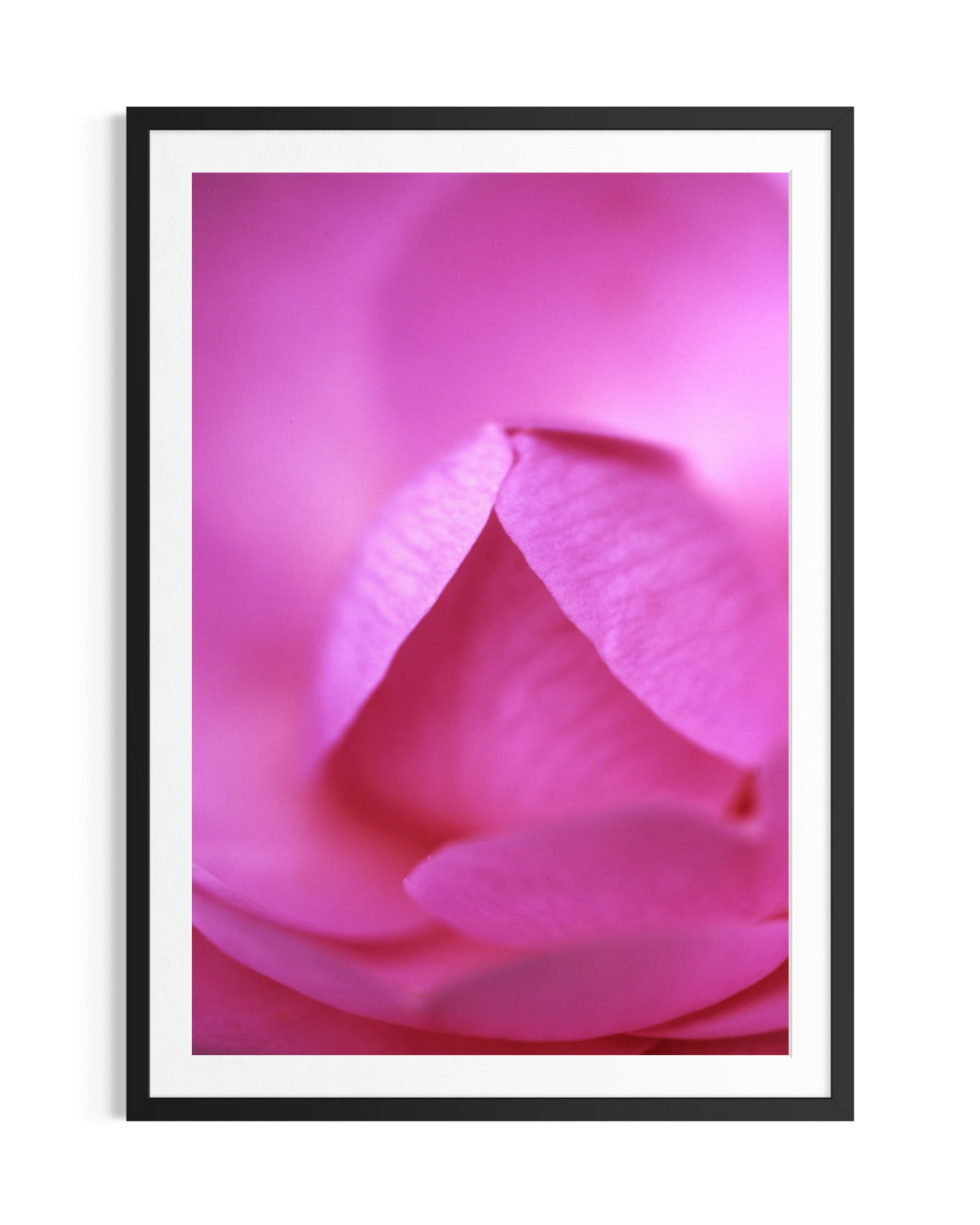 Petal's Unfolding - Limited Edition