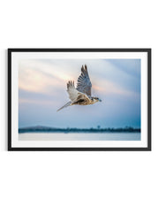 Flying Solitude - Limited Edition