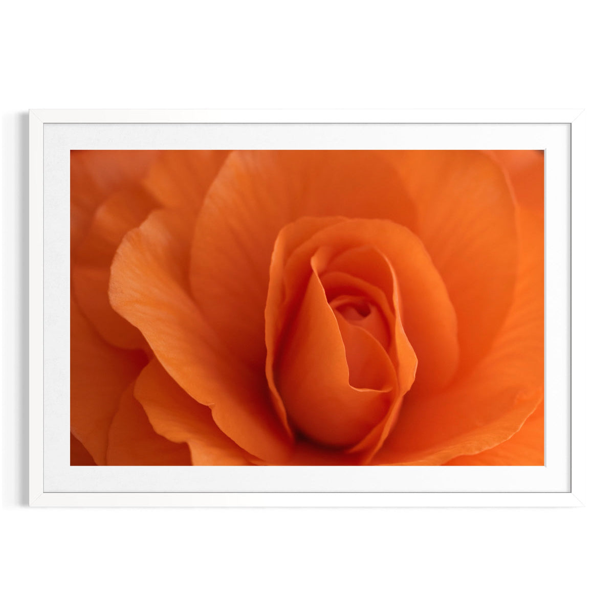 Blushing Bloom - Limited Edition