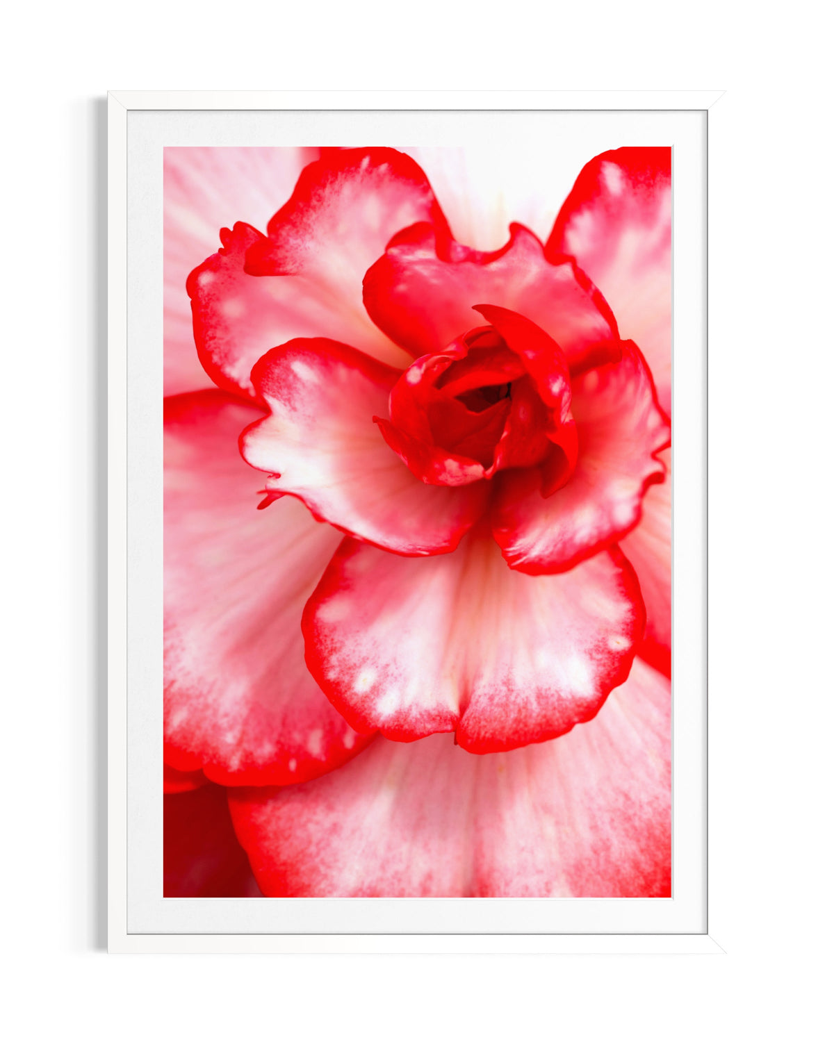 Elegance - Limited Edition