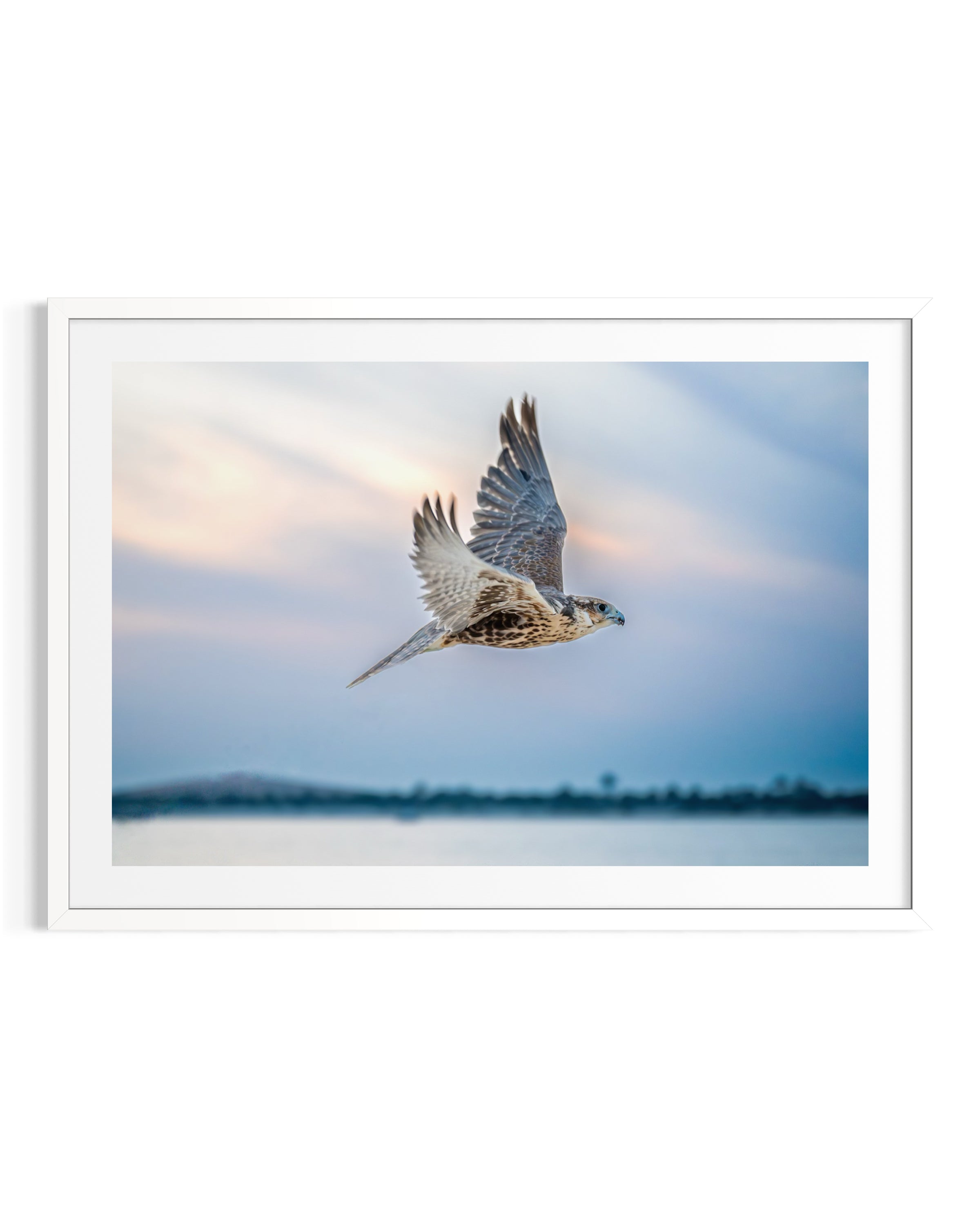 Flying Solitude - Limited Edition